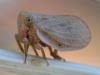 Agalmatium sp.